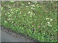 Spring flowers on a roadside bank near Tregynon, Powys