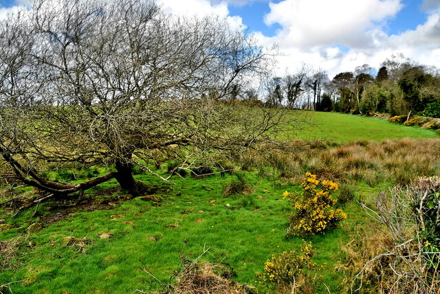 Tree, rushes and whins, Lisnacreaght © Kenneth Allen cc-by-sa/2.0 ...