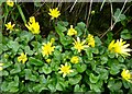 Celandines. Bysing Wood