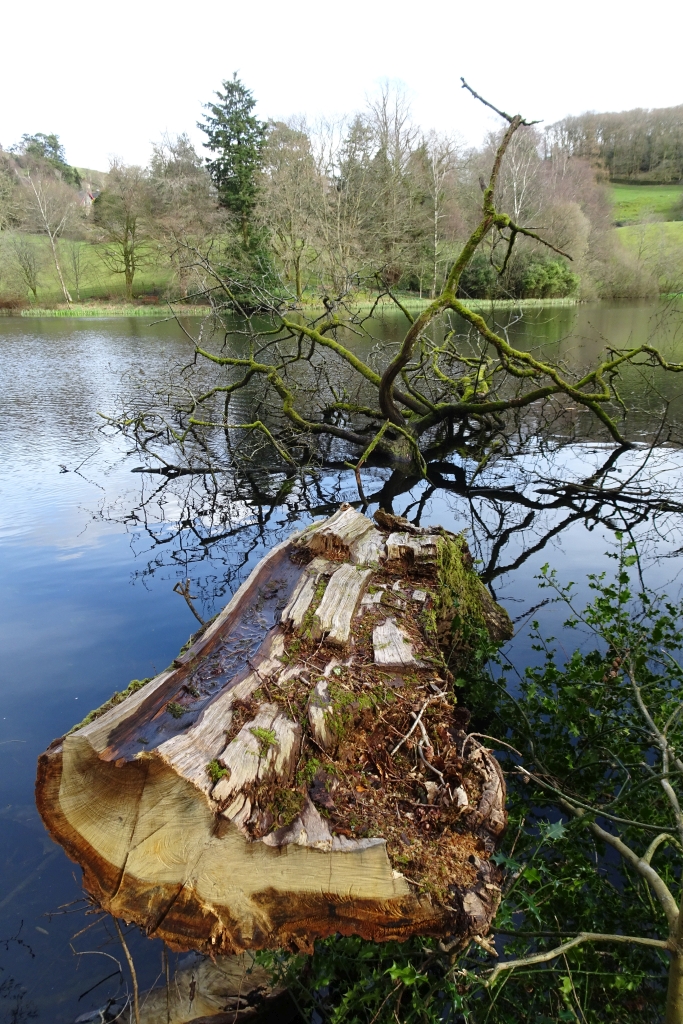 Fallen tree in Holehird Tarn © DS Pugh cc-by-sa/2.0 :: Geograph Britain ...