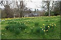 NS3378 : Daffodil time by Richard Sutcliffe