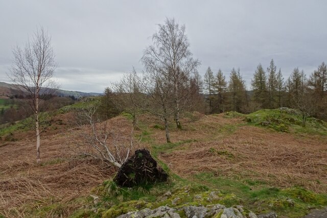 Fallen tree on Neaum Crag © DS Pugh cc-by-sa/2.0 :: Geograph Britain ...