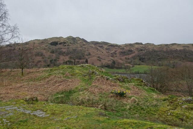 Daffodils on Neaum Crag © DS Pugh :: Geograph Britain and Ireland