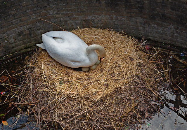 Wapping : nesting swan © Jim Osley cc-by-sa/2.0 :: Geograph Britain and ...