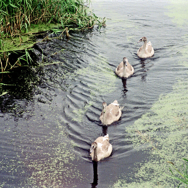 Cygnets on the Montgomery Canal near... © Roger D Kidd cc-by-sa/2.0 ...