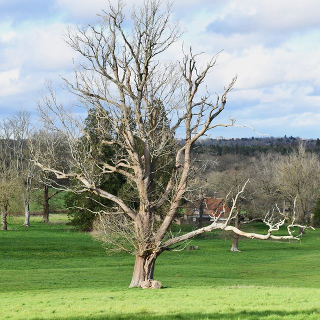 Borde Hill Garden: Scene looking north © Michael Garlick cc-by-sa/2.0 ...