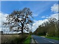 An oak tree beside the A60