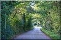 Churchstanton : Country Lane