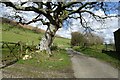 Tree near Far Southerfell