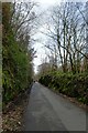 Cutting in Whitehead Coppice