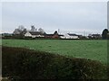 Grazing towards Green Lane