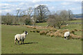 Pasture, Caldbeck