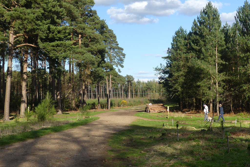 Woodland, Aspley Heath © Andrew Smith :: Geograph Britain and Ireland