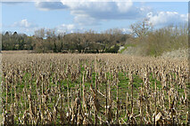 SP9136 : Farmland, Wavendon by Andrew Smith