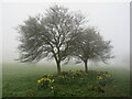 Trees in the mist at Spider Park, Moorside