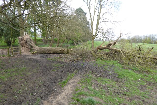 A fallen oak tree © Philip Halling :: Geograph Britain and Ireland