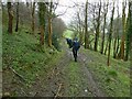 Path in woodland