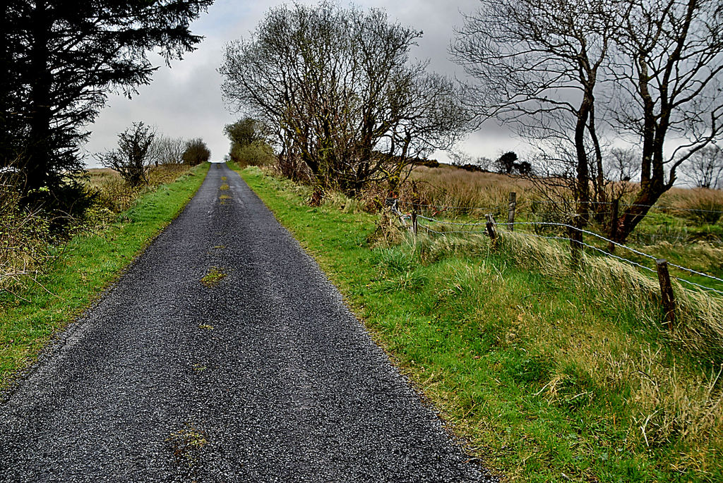 Bushes along Glenbane Road © Kenneth Allen cc-by-sa/2.0 :: Geograph ...