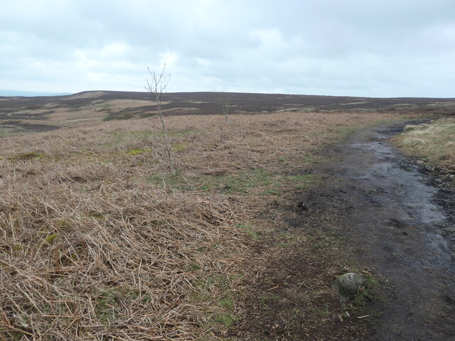 Trees on Ilkley Moor © Christine Johnstone cc-by-sa/2.0 :: Geograph ...