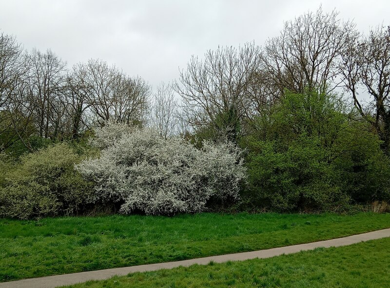 Blossom, Brook Farm Open Space © Bikeboy cc-by-sa/2.0 :: Geograph ...