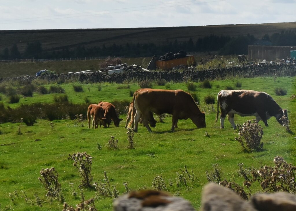 Cattle grazing, Toft Gate Farm © N Chadwick cc-by-sa/2.0 :: Geograph ...