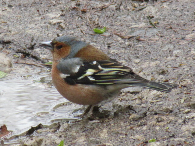 Chaffinch © T Eyre cc-by-sa/2.0 :: Geograph Britain and Ireland