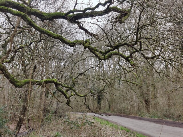 Burbage Wood and Smithy Lane © Mat Fascione cc-by-sa/2.0 :: Geograph ...