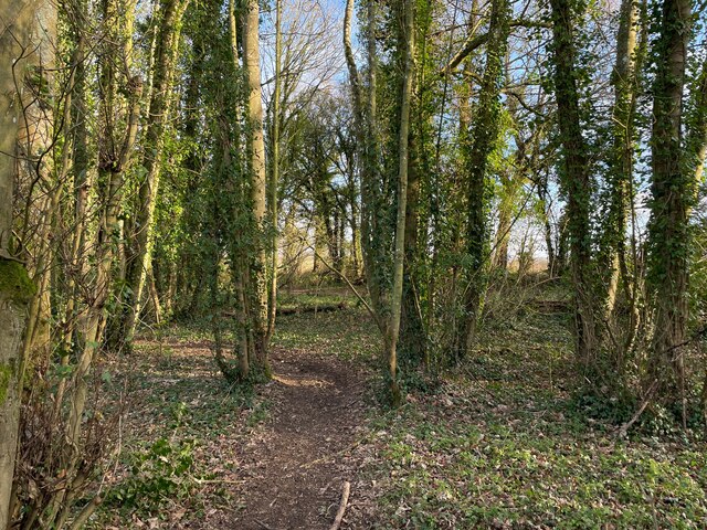 Woodland along the Harrow Way © Mr Ignavy :: Geograph Britain and Ireland