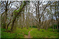 Path in Findon Wood