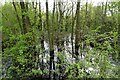 Flooded woods at Methley Junction