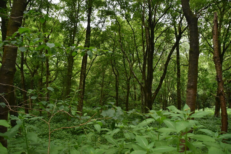 Woodland by the Outwood Trail © N Chadwick cc-by-sa/2.0 :: Geograph ...