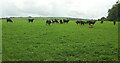 Cattle, Washbourne Cross