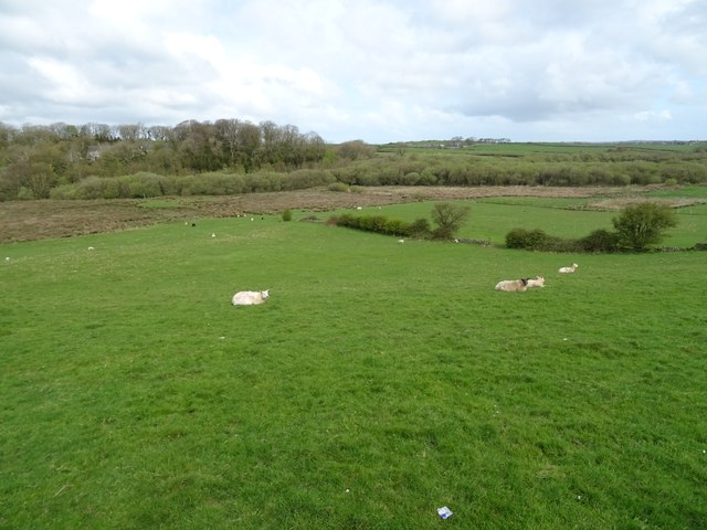 Sheep grazing, Gwalchmai