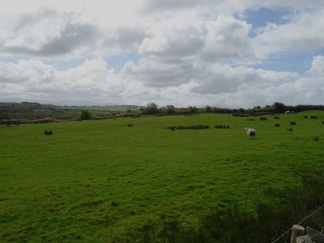 Sheep grazing, Graiglas