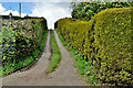 Steep lane to field, Creevenagh