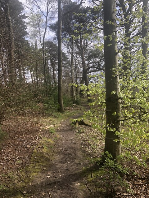 Woodland Path New Winton © Richard Webb Cc By Sa20 Geograph