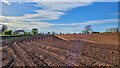 Newly planted potato crop