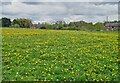 SJ7967 : A profusion of Dandelions by Anthony O'Neil