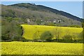 Oil seed rape below the Malvern Hills