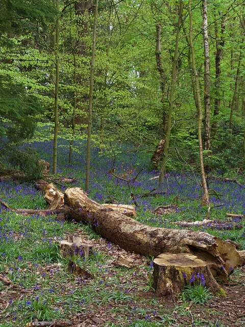 Felled tree amid bluebells in Bushcliffe Wood