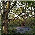 A patch of speedwell under the sycamores