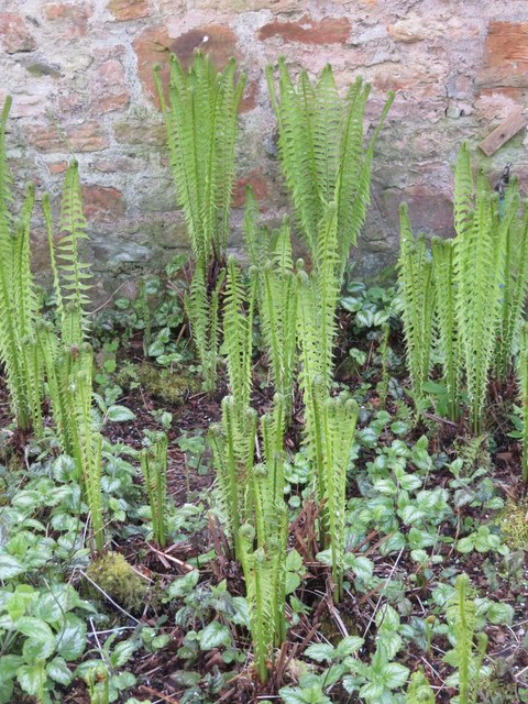 Ostrich fern in Kellie Castle walled... © M J Richardson :: Geograph ...