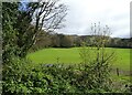 Sheep grazing, Llanfairfechan