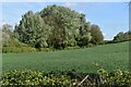 Field above Leckwith Lane