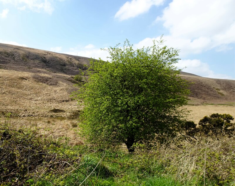 Moorland off Rivington Road © philandju cc-by-sa/2.0 :: Geograph ...