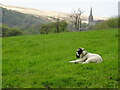 Lamb and church