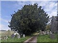 Churchyard yew, Glasbury, Powys