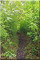 Blossom & Bridleway 523