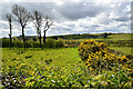 Nedsherry Townland