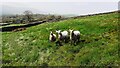 Sheep in field on SW side of track west of Helm